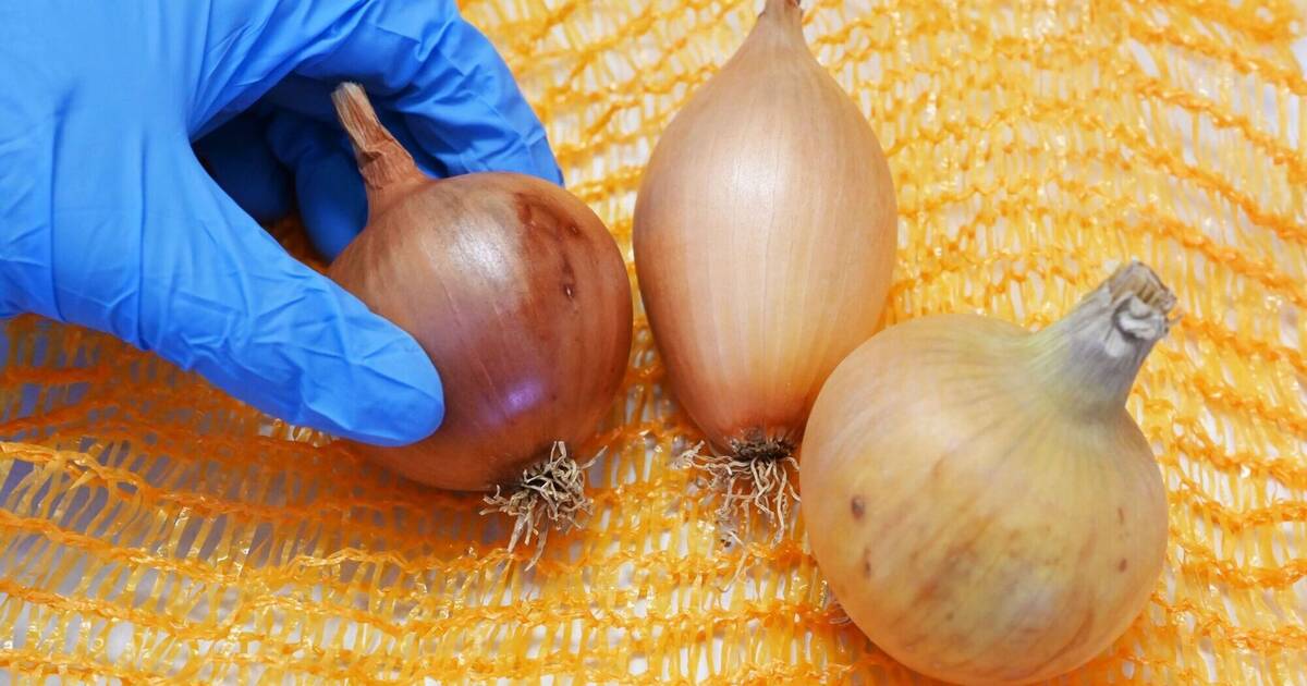 Scharf und würzig: Welche Ökozwiebel kann im Gemüseregal mithalten ...