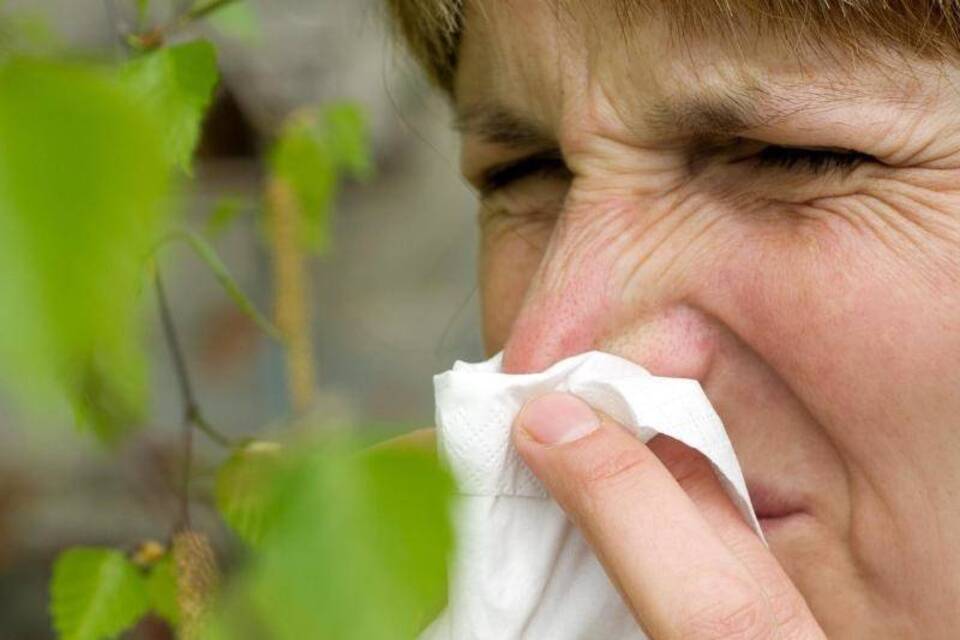 Birkenpollen Birkenpollen