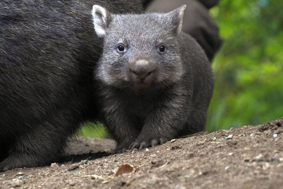 Wombat-Nachwuchs Wombat-Nachwuchs