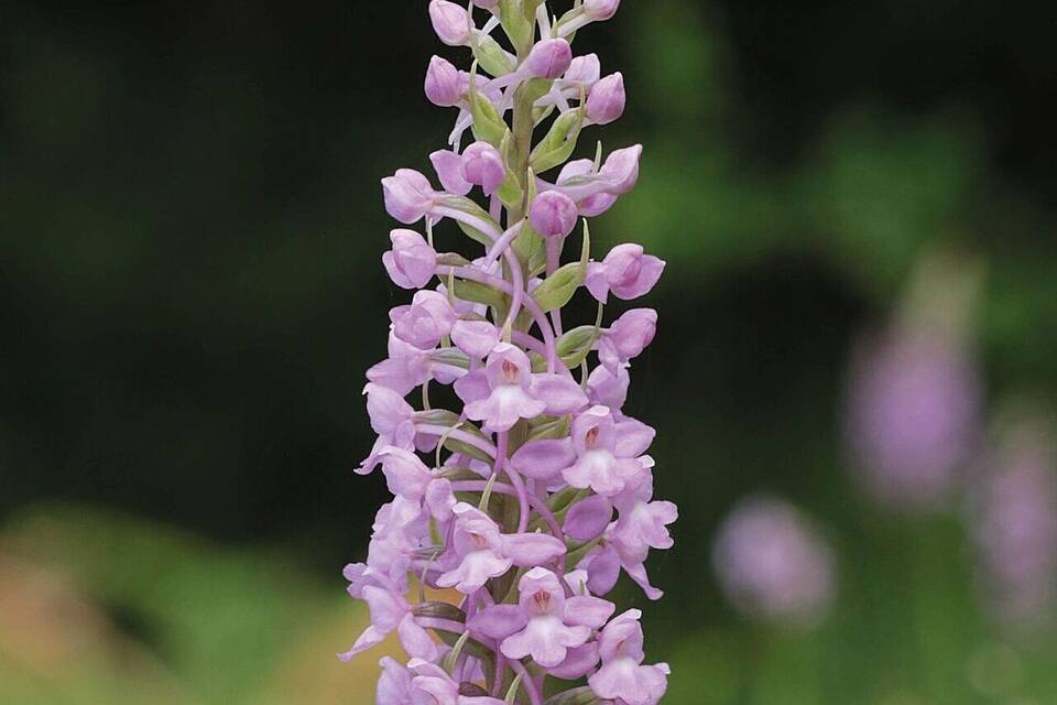 Orchidee des Jahres 2024 Orchidee des Jahres 2024