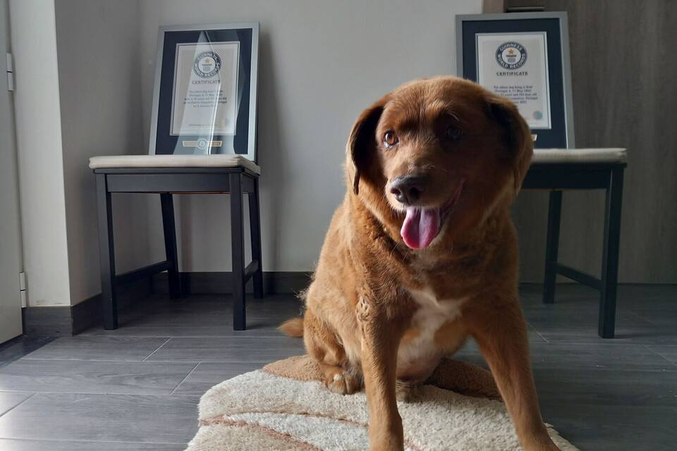 Ältester Hund Ältester Hund