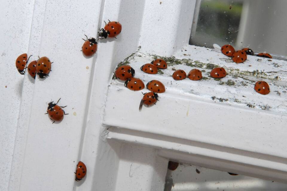 Marienkäfer krabbeln am Fenster Marienkäfer krabbeln am Fenster