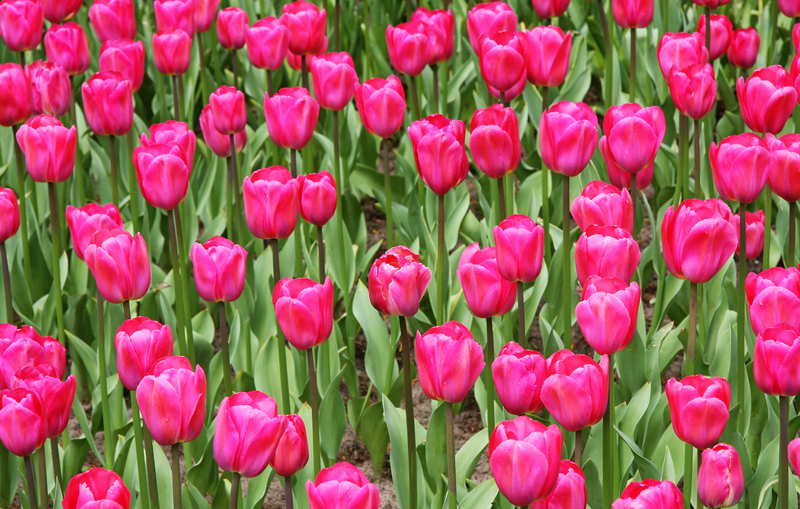 Dauerbluher Fur Den Garten Wie Man Tulpen Uber Jahre Am Leben