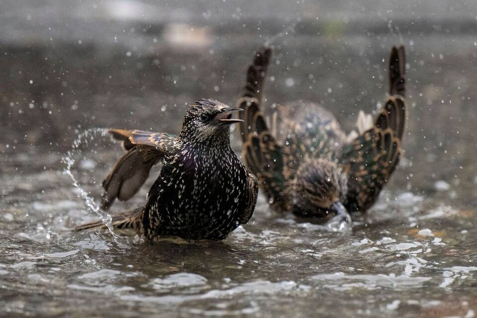 Vogelbad Vogelbad