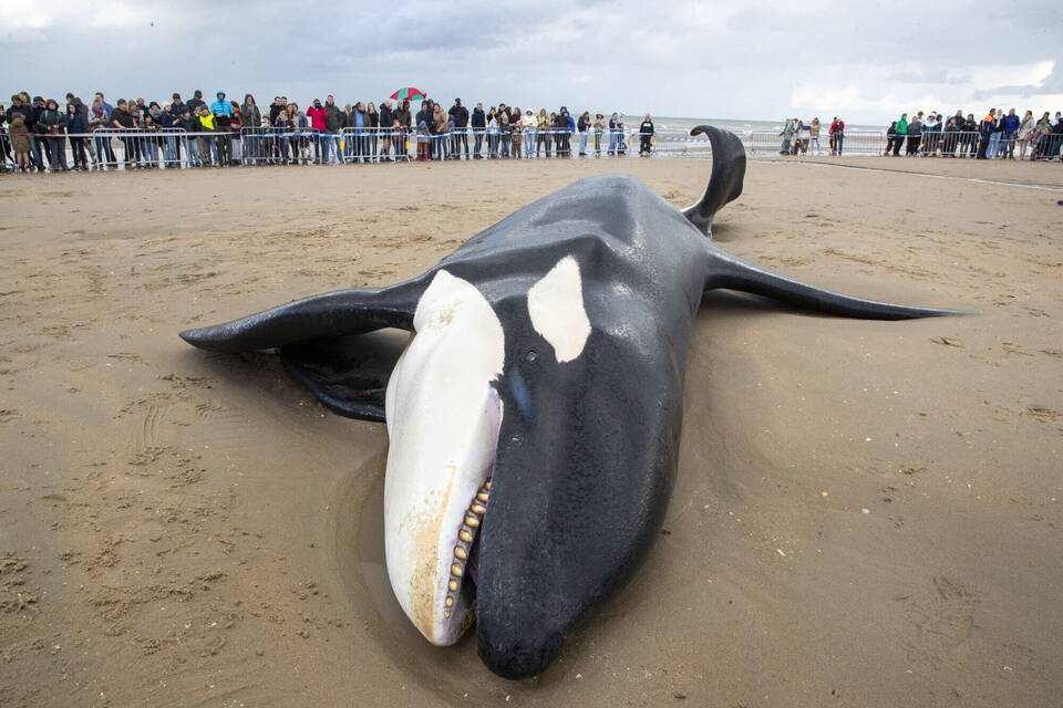 Gestrandeter Orca in Belgien Gestrandeter Orca in Belgien