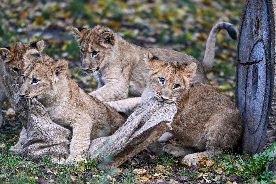 Löwen Löwen
