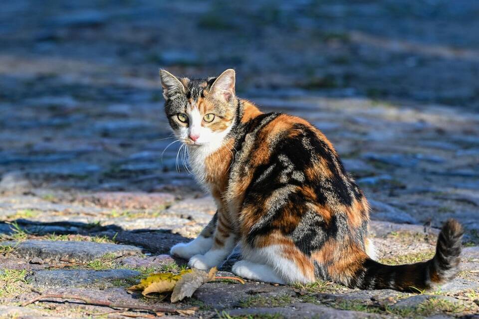 Katze Katze