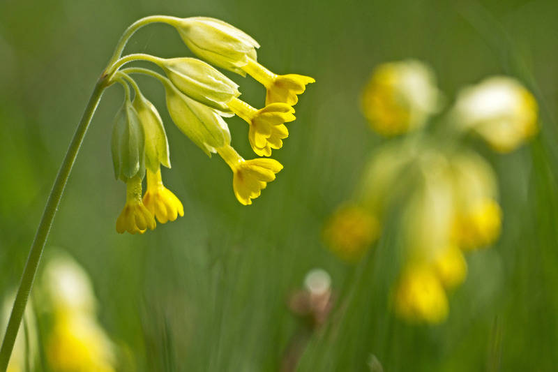 Bedrohter Frühjahrsbote: Die Wiesen-Schlüsselblume für den Garten