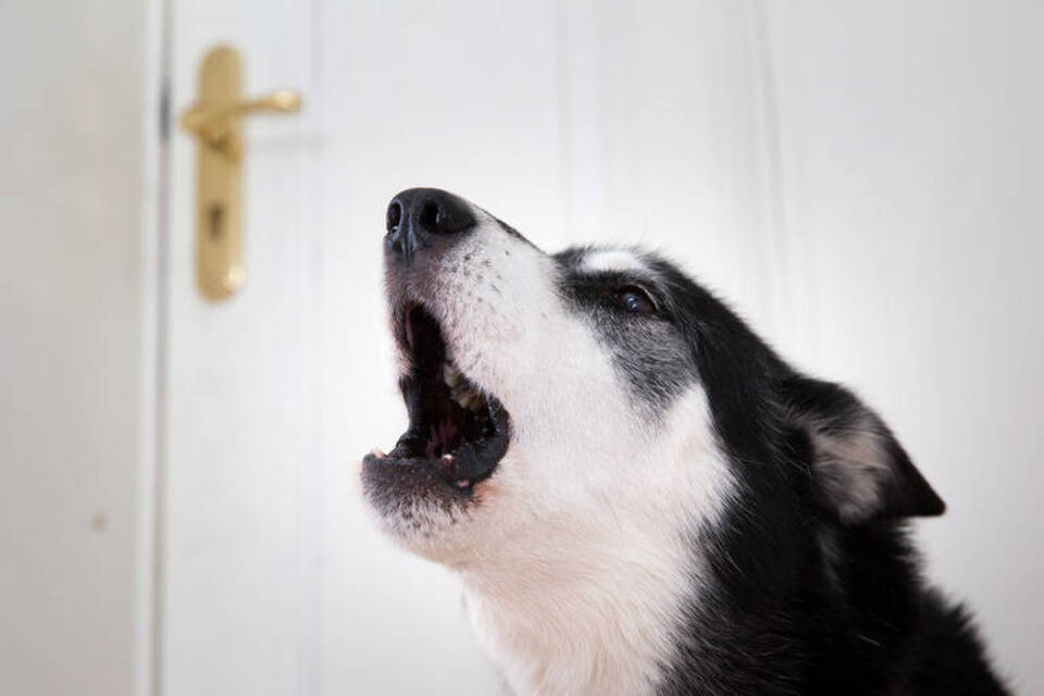 Einsam zu Hause? - Wie Hunde das Alleinsein lernen können Einsam zu Hause? - Wie Hunde das Alleinsein lernen können