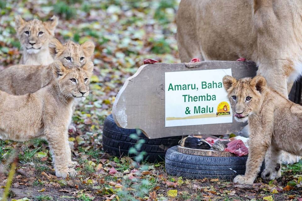 Löwenbabys im Leipziger Zoo Löwenbabys im Leipziger Zoo