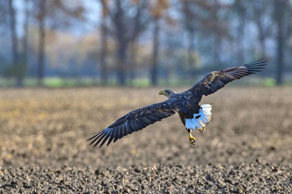 Seeadler Seeadler