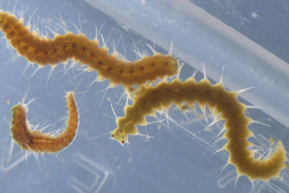 Wurm Wurm