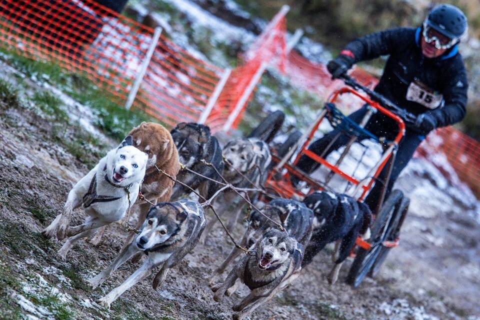 Rennwagen mit Hunden