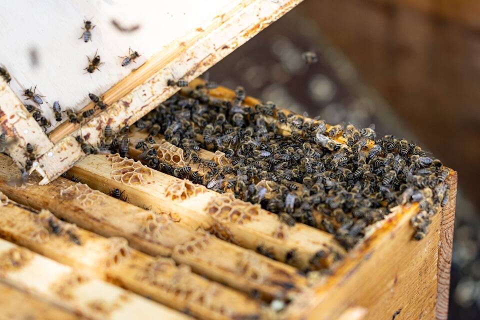 Bienenstock