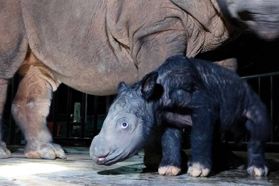 Sumatra-Nashorn Sumatra-Nashorn
