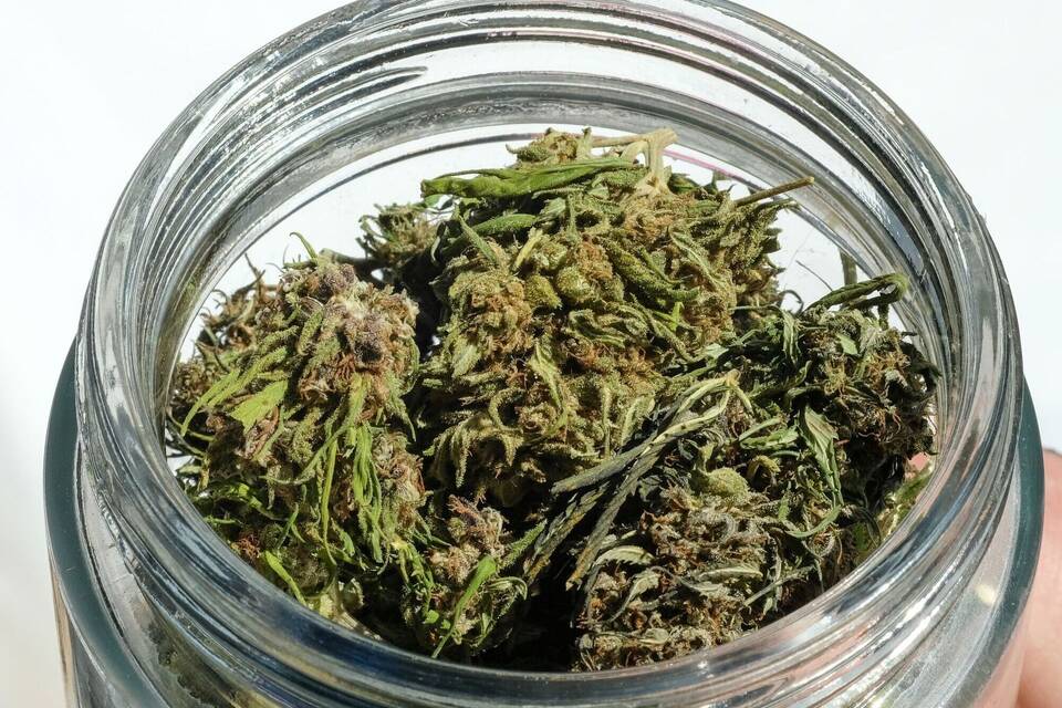 Cannabis
