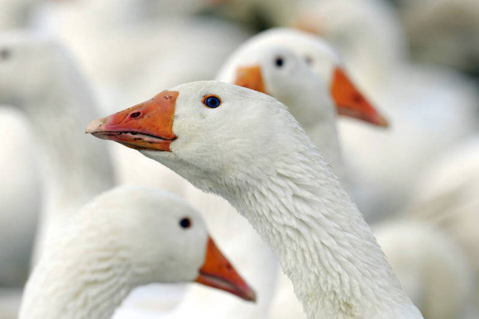 Zutraulich und wachsam: Gänse im Garten halten Zutraulich und wachsam: Gänse im Garten halten