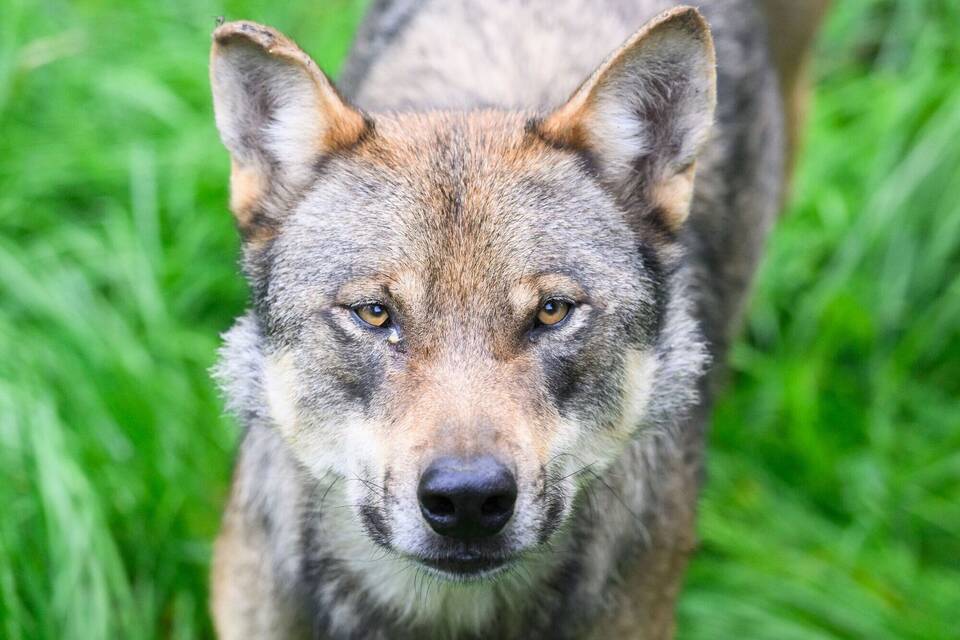 Wolf Wolf