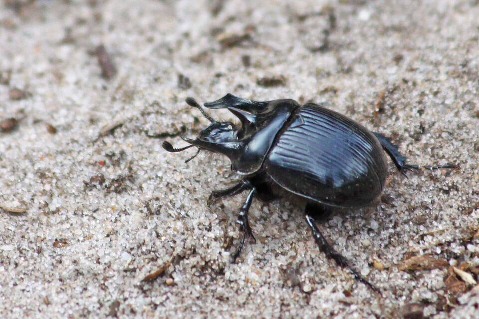 Stierkäfer Stierkäfer