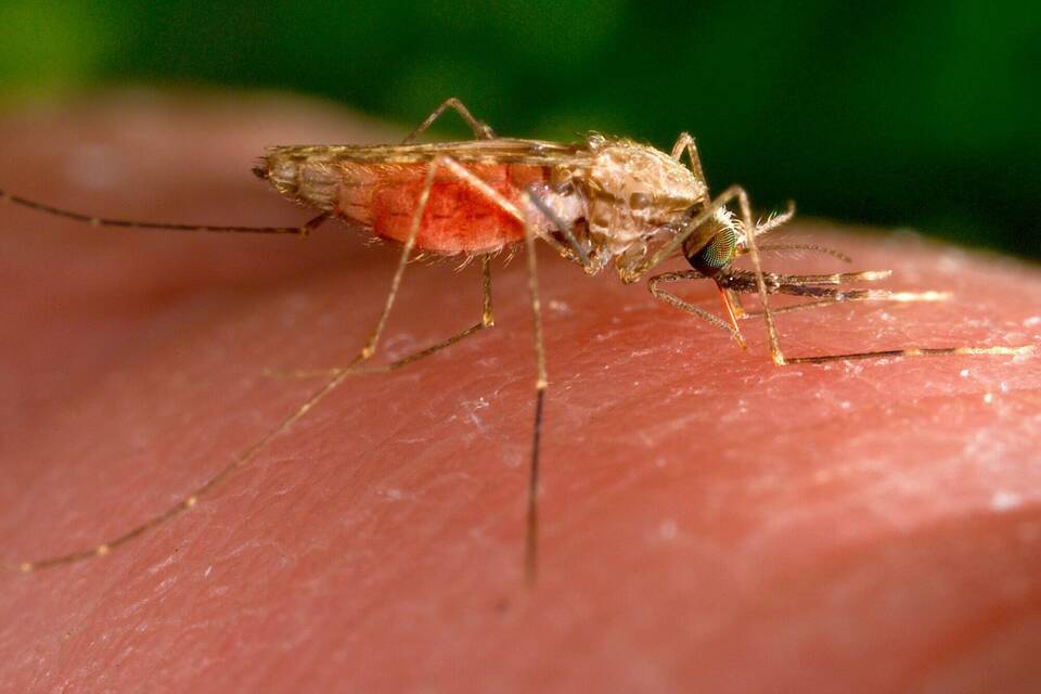 Malaria Malaria