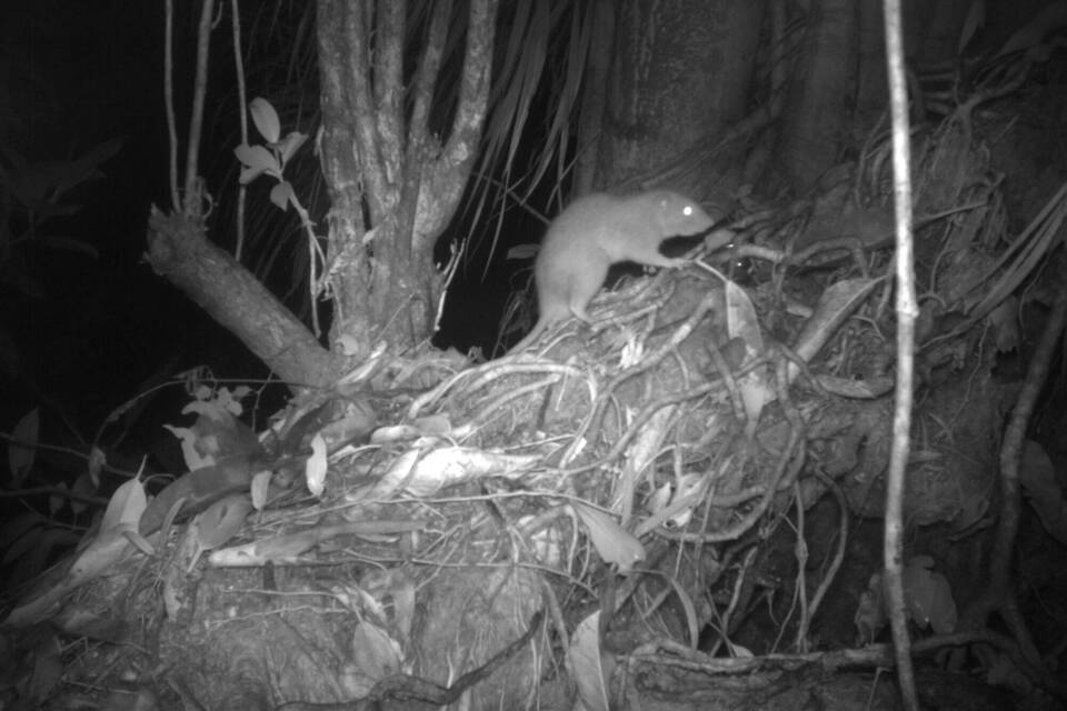 Riesenratten von Vangunu tappen in Kamerafalle Riesenratten von Vangunu tappen in Kamerafalle