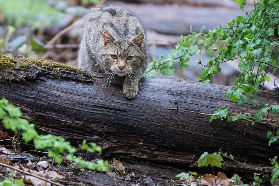 Wildkatzen Wildkatzen
