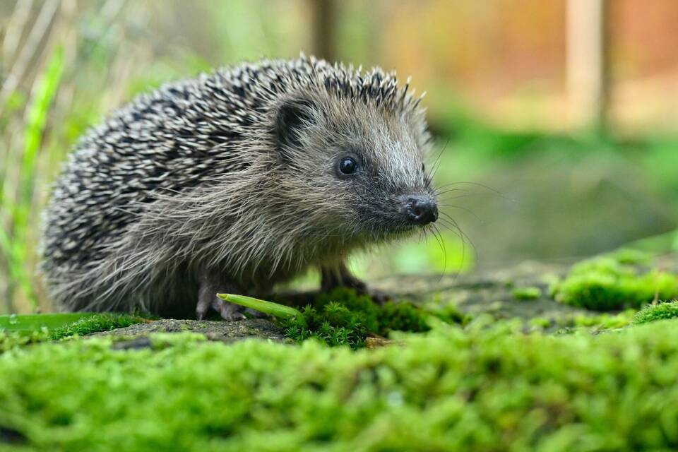 Igel Igel