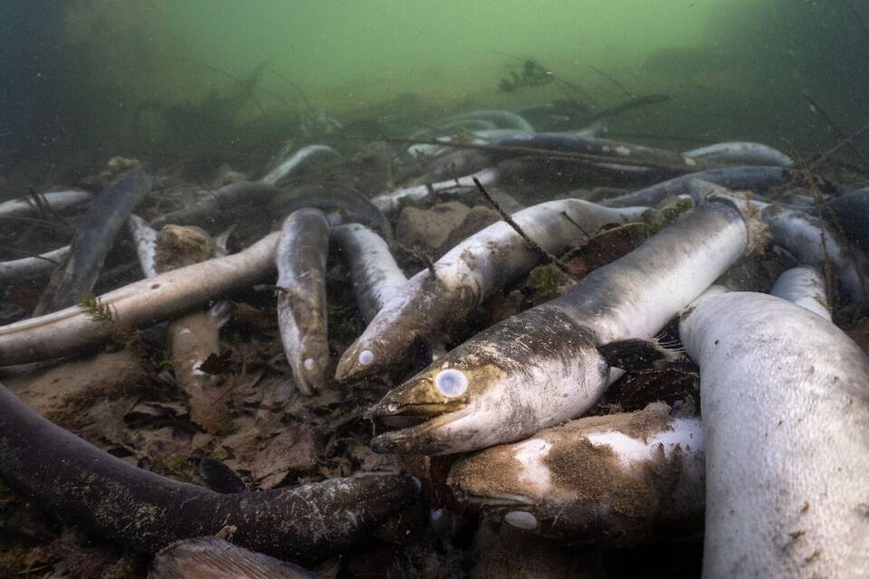 Tote Aale im Hochrhein