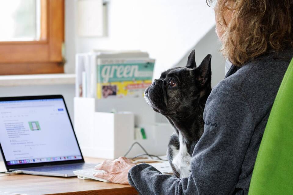 Hund im Büro Hund im Büro