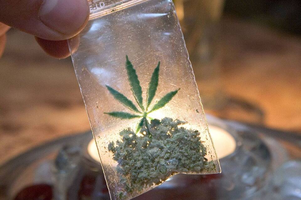 Test zu legalem Marihuana-Anbau Test zu legalem Marihuana-Anbau
