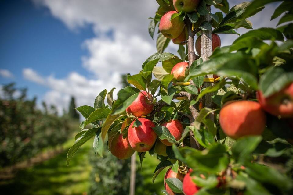 Apfel Apfel