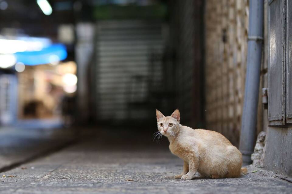 Straßenkatze Straßenkatze