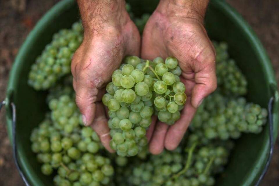 Weinlese Weinlese