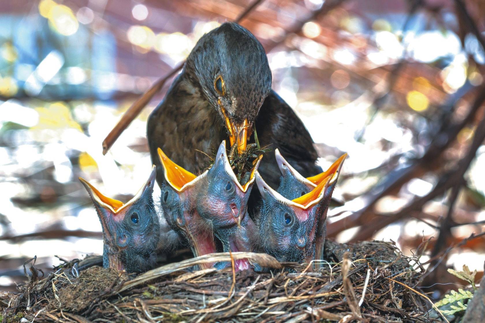 Vorsicht Beim Heckenschnitt Vogel In Ruhe Bruten Lassen
