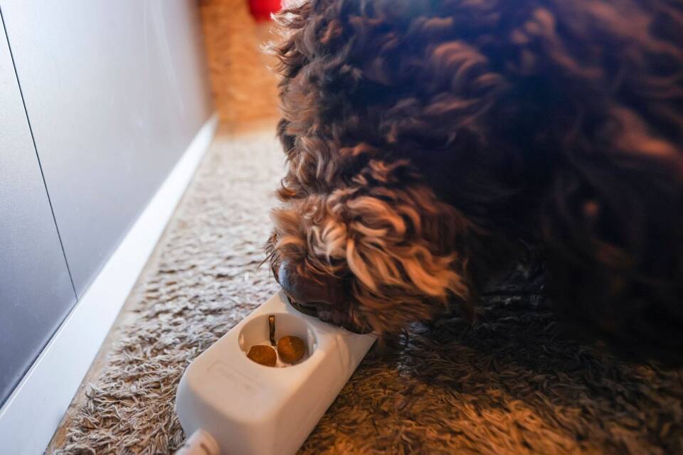 Bettwanzenspürhund Bettwanzenspürhund