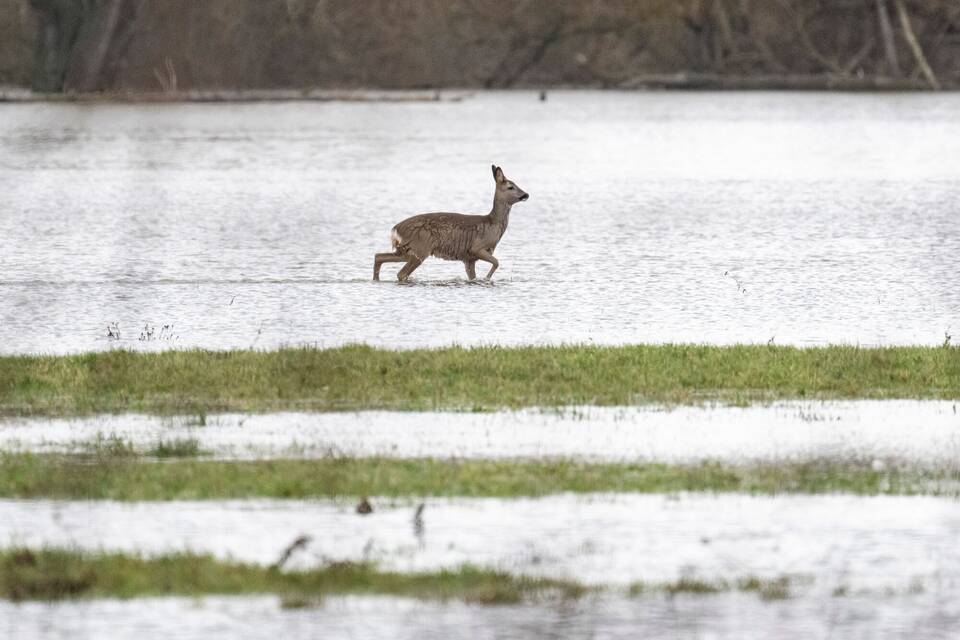 Reh im Hochwasser