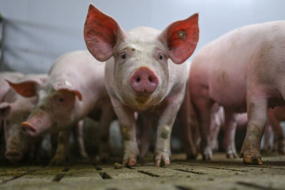 Schweinemastbetrieb Schweinemastbetrieb