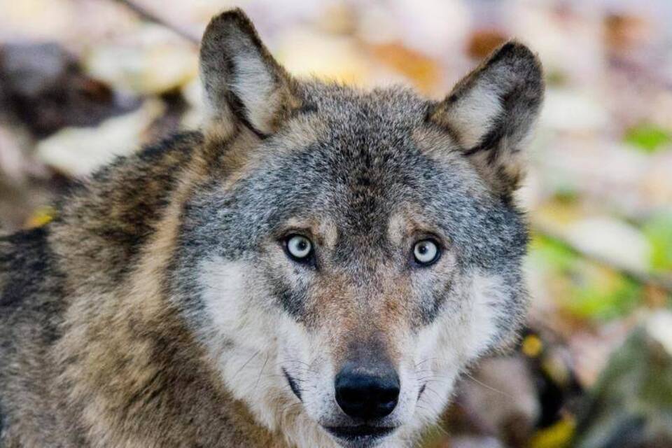 Wolf Wolf