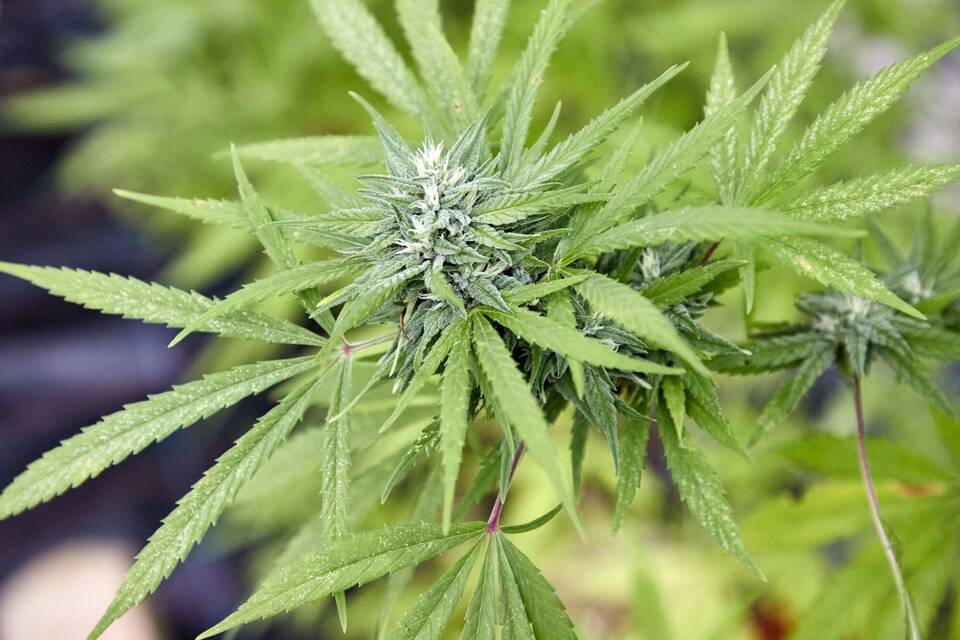 Cannabis Cannabis