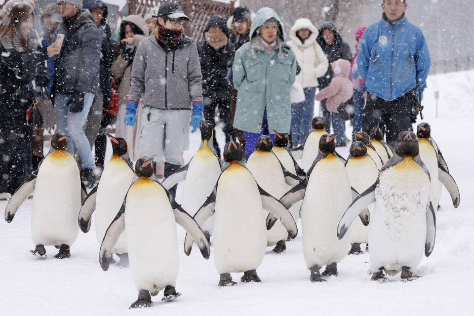 Pinguin Pinguin