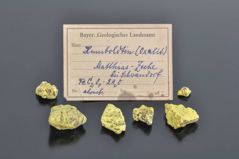 Humboldtin Humboldtin