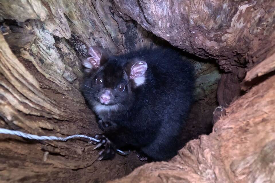 Greater Glider Greater Glider