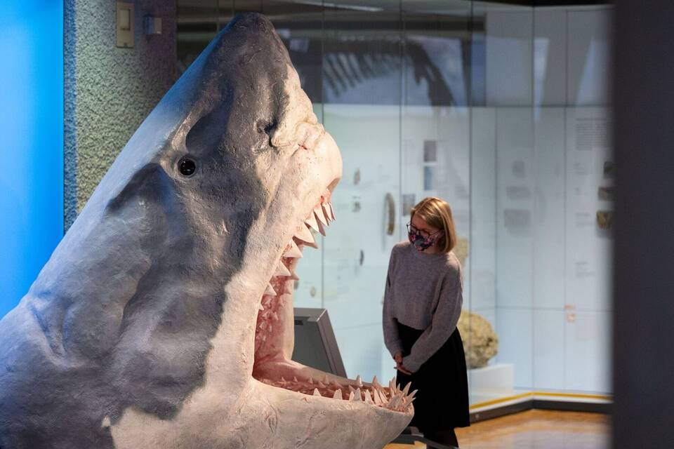 Megalodon Megalodon