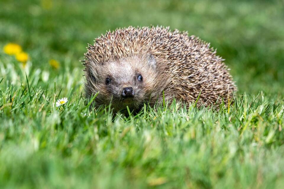 Igel Igel