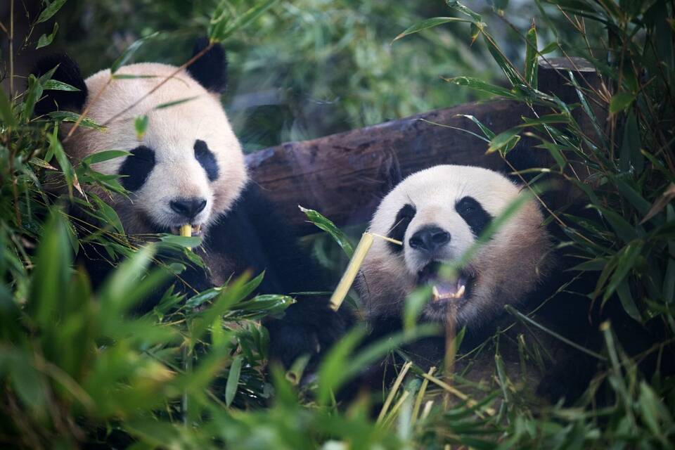 Pandas Pandas