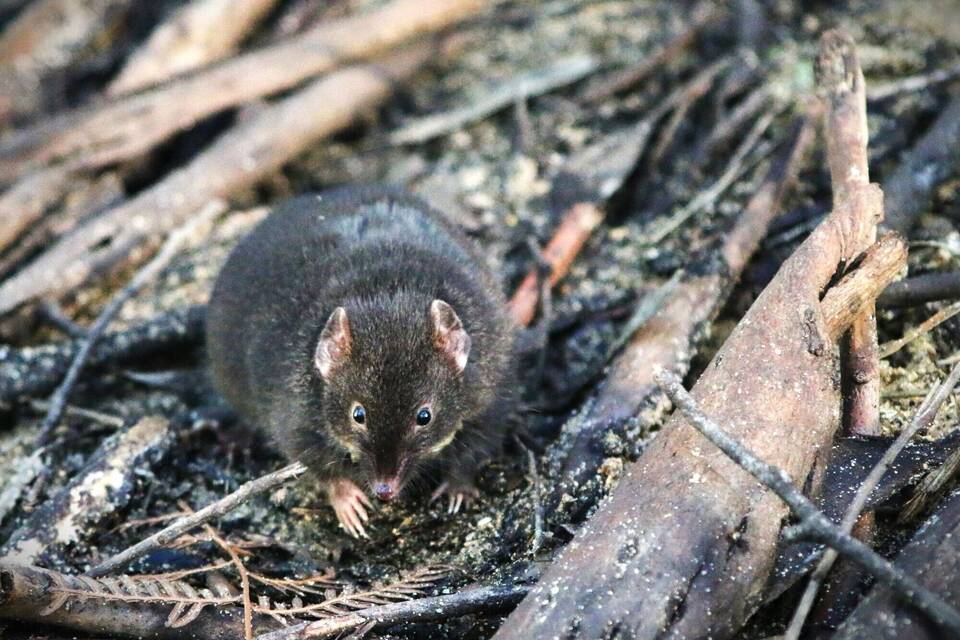Breitfuß-Beutelmaus Breitfuß-Beutelmaus