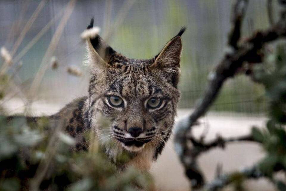 Iberischer Luchs Iberischer Luchs