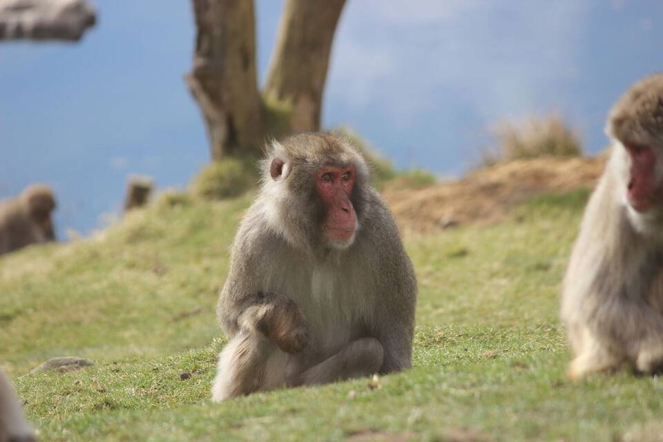 Japanmakaken im Highland Wildlife Park Japanmakaken im Highland Wildlife Park