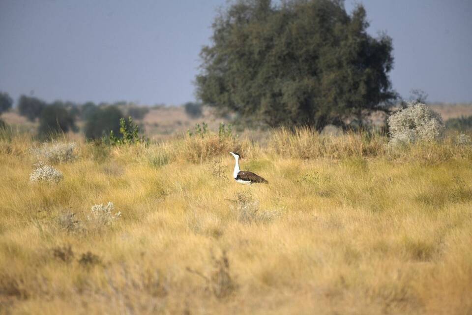 Hindutrappe Hindutrappe