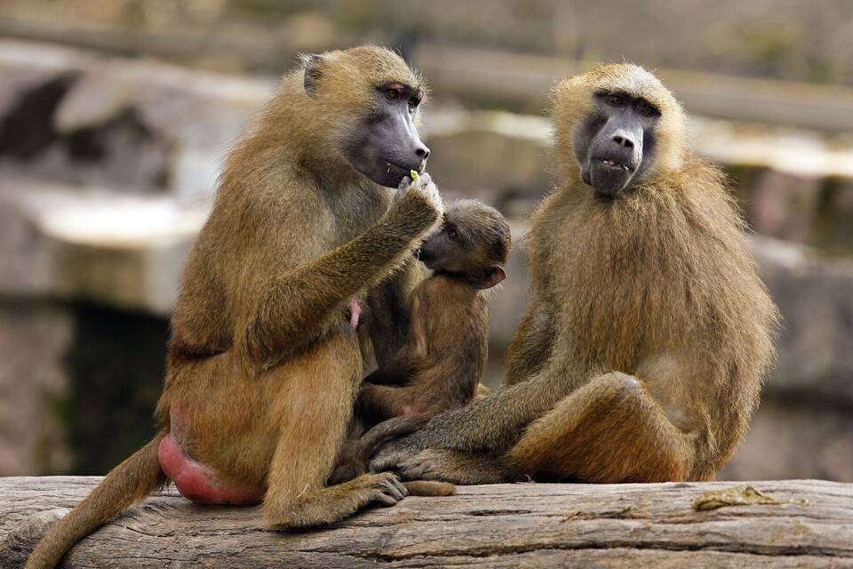 Paviane Paviane